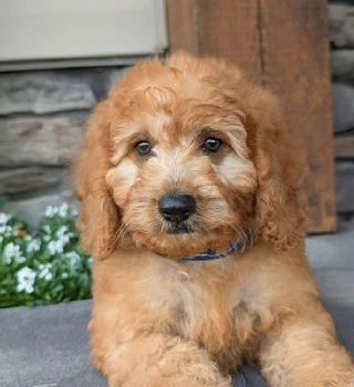 Joey Cavapoo Puppy For Sale