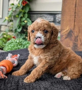 Sally Cavapoo Puppy For Sale